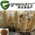 Cistanche Deserticola Ma Extract